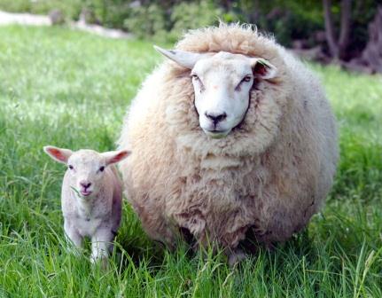 Купить одеяло из овечьей шерсти в Перми